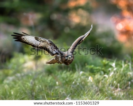 Close-up portrait of brown bird of prey flying directly to a camera on background of colorful forest. Common buzzard, Buteo buteo.