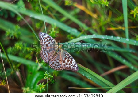 butterfly in the grass in the August morning