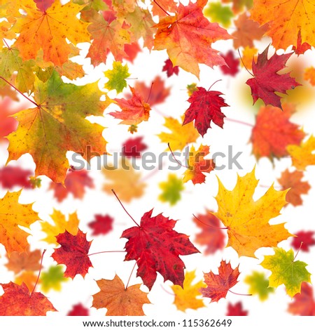 Falling maple leaves isolated on white background