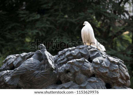 Conceptual photo. Portrait a bird pigeon sits on a monument with a picture of pigeons
