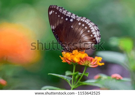 Butterfly drinking nectar from flowers on a sunny day,shallow dept of field.