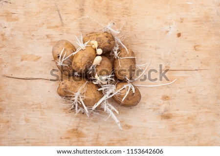 Background image with sprouted potatoes. Place for text.