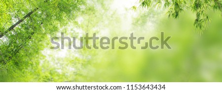 Panorama of Bamboo forest and green grass lawn with natural light in blur style for banner design. Landscape view of green leaves with bokeh from nature forest. Abstract of bamboo tree with copy space