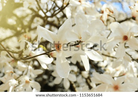 Blooming white magnolia tree background, close up
