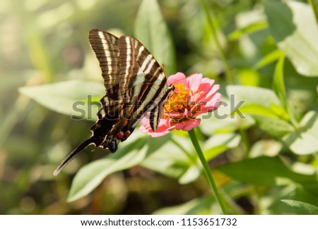 Close up of a zebra swallowtail butterfly sitting on zinnia flower on a sunny day 