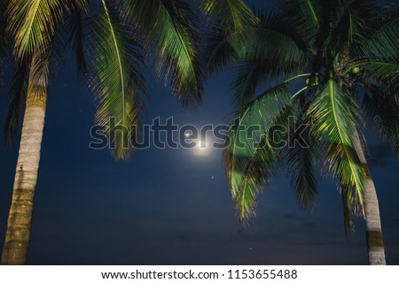 palm trees and moon at night 