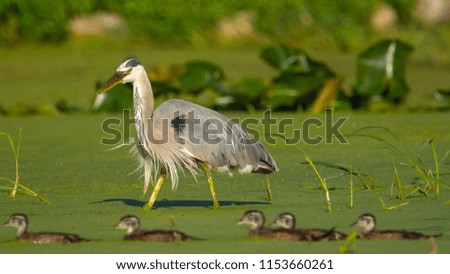 Waited hours to capture this proud Great Blue Heron when out of nowhere a family of ducks crossed our paths.