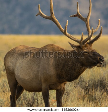 This picture of this magnificent beast was taken at Yellowstone National Park. With his massive rack he stands proud.