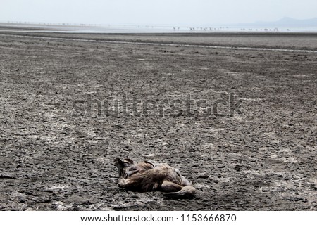 Dead flamingo on the shores of Lake Natron - Tanzania Royalty-Free Stock Photo #1153666870