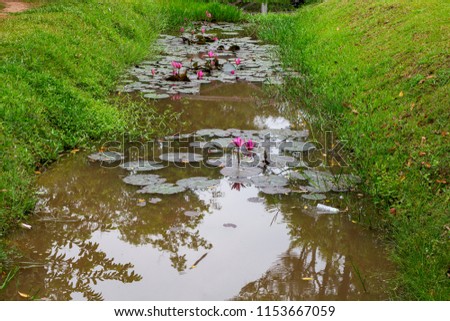 Water lily plant with leaves and flowers in pond. Tropical garden lake with pink flowers. Water lily leaf and flower. Water plant in garden. Summer park lake. Still river with waterlily. Asian garden