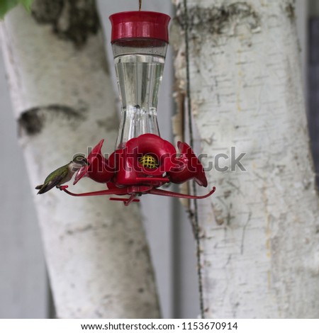In the photo you see a hummingbird at the feeder.