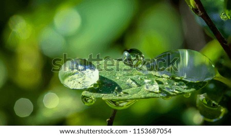Dew drops on a green leaf close up background