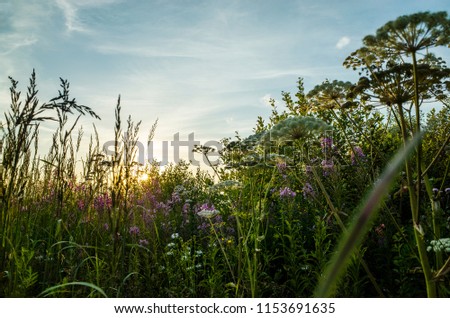 Meadow at sunset, flowering vegetation