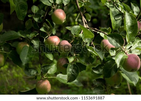 Red and green apples grow on the tree, harvesting fruit, summer, background
