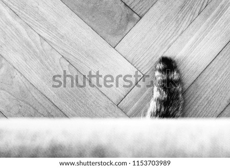 Black and white image of cat's tail beneath the couch
