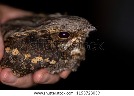 Night shot of the European Nightjar being presented in hand shot with narrow depth of field with eye in focus.