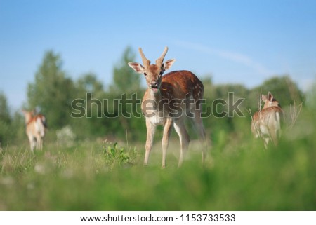 Japanese deer in summer