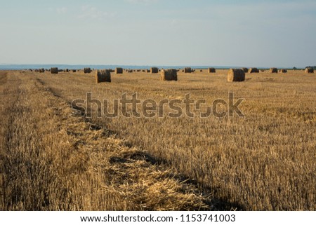 golden haystacks in the rays of setting sun. May be used for different purposes, such as interior dsign, web design. Bright colors make this picture interesting 