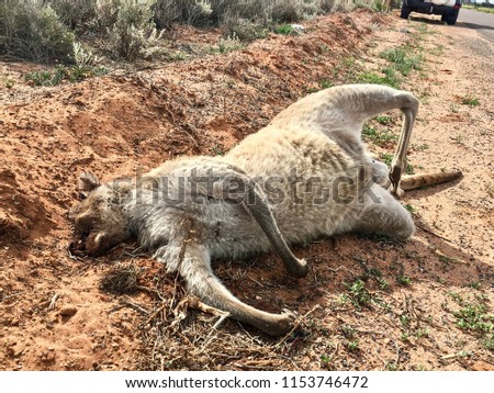 Dead mangled Australian Kangaroo on the roadside in South Australia hit by a car SUV vehicle