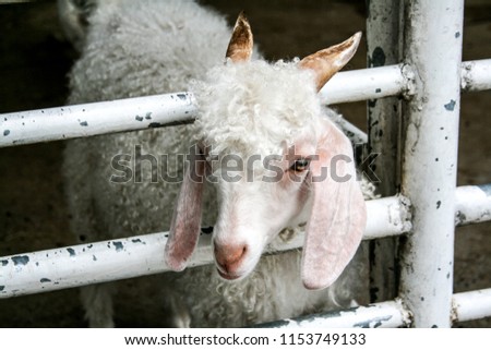 white sheep with farm background