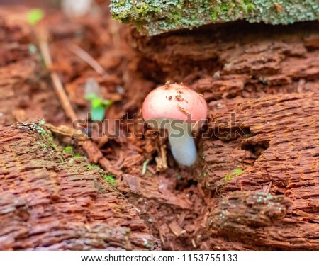 A macro picture of a mushroom growing in a fallen tree.  This is a shot from a hiking trail in beautiful New Hampshire.
