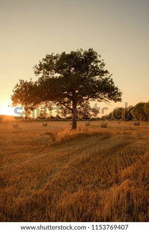 Sunrise with tree silhouette on farmland.