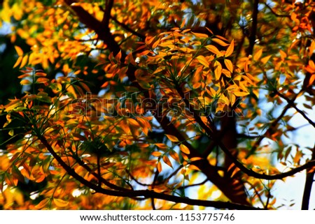 Beautiful yellow leaves of a tree in the autumn season unique photo