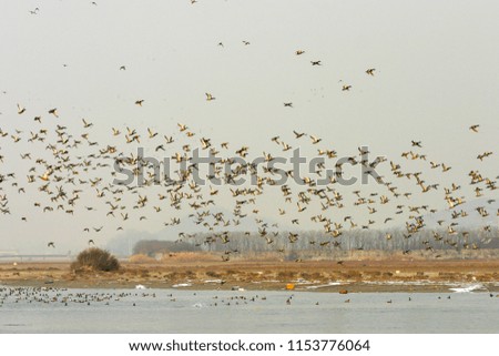 a group of winter birds flying in the sky