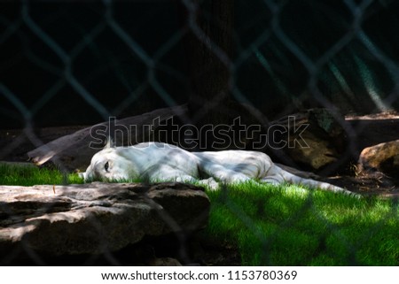 An exotic white tiger napping in the shade to cool off from the heat of the climate.