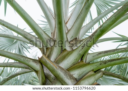 close up view of Blue Latan Palm