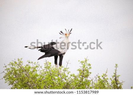 Different species of wild African birds on a tree branch