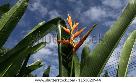 Heliconia psittacorum flowers blooming on green leaf background, blue sky is backdrop. Springtime, flat lay light, selective focus, ant's eye view.