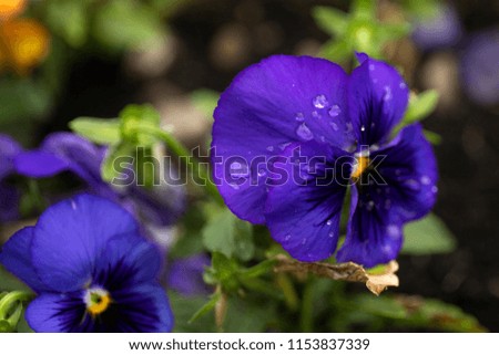 Violet color pansy flower with dew drops on blur background.