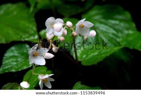 Beautiful wild flower in the forest after rain in Kondana caves in Karjat, situated near Mumbai, in the Indian state of Maharashtra
 Royalty-Free Stock Photo #1153839496
