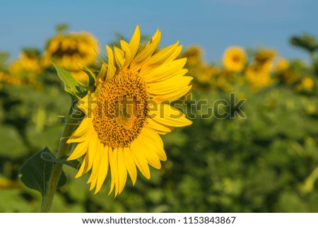 Yellow sunflower flowers in a field