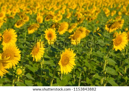 Yellow sunflower flowers in a field