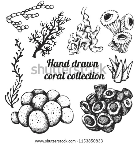 Collection of marine plants, leaves and seaweed. Vintage set of black and white hand drawn marine flora. 