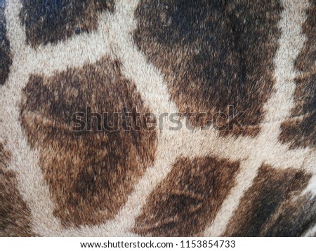 Giraffe Hair and Skin
