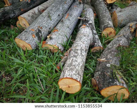 Log cutting from Nature 