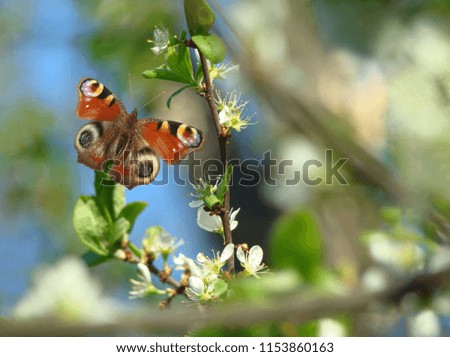    
Red butterfly on blossoming spring flowers on a bright sunny day                            