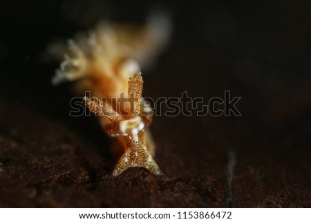 Nudibranch Goniodoris joubini. Picture was taken in Lembeh strait, Indonesia