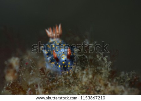 Nudibranch Hypselodoris sp. Picture was taken in Lembeh strait, Indonesia