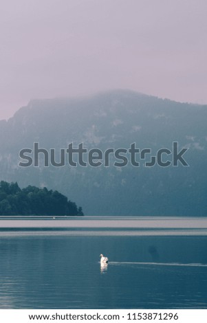 lonely swan, mountains and lake of Luzern, Switzerland's main tourist attractions on a sunny day in summer, Canton of Lucerne, Switzerland, vertical photo