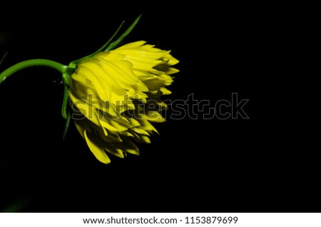 A close up picture of yellow flower in the dark background