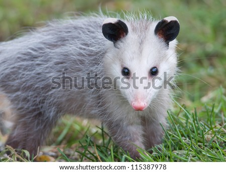 Photograph of a juvenile Virginia Opossum with frostbitten ears walking across a midwest lawn while foraging for food on an autumn day.