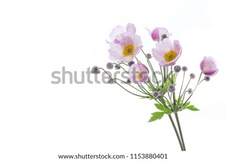 Cute pink flowers on a white background