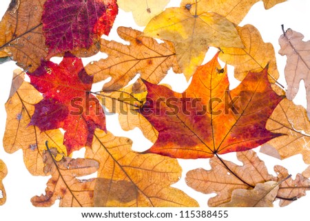 dried autumn maple and oak leaves isolated on white background