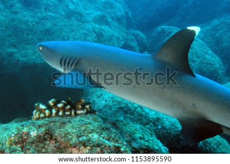 Whitetip Reef Shark (Triaenodon obesus) Swimming over Reef. Coiba, Panama