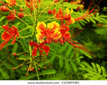 The grace of yellowish Red flowers. The Garden. Abstract background of Red, Yellow and Green color. 