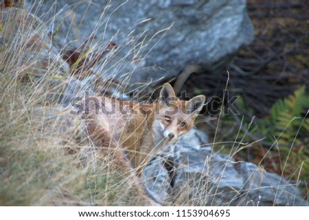 curious fox in the wild